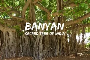 Banyan, sacred tree of India